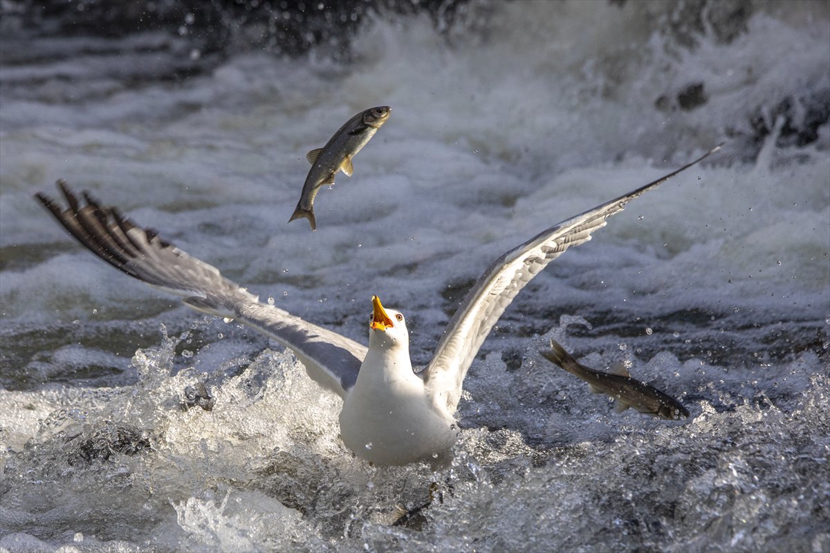 Martılar ve inci kefallerinin göç yolu üzerindeki nefes kesen mücadelesi