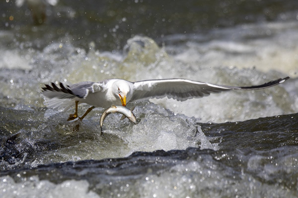 Martılar ve inci kefallerinin göç yolu üzerindeki nefes kesen mücadelesi