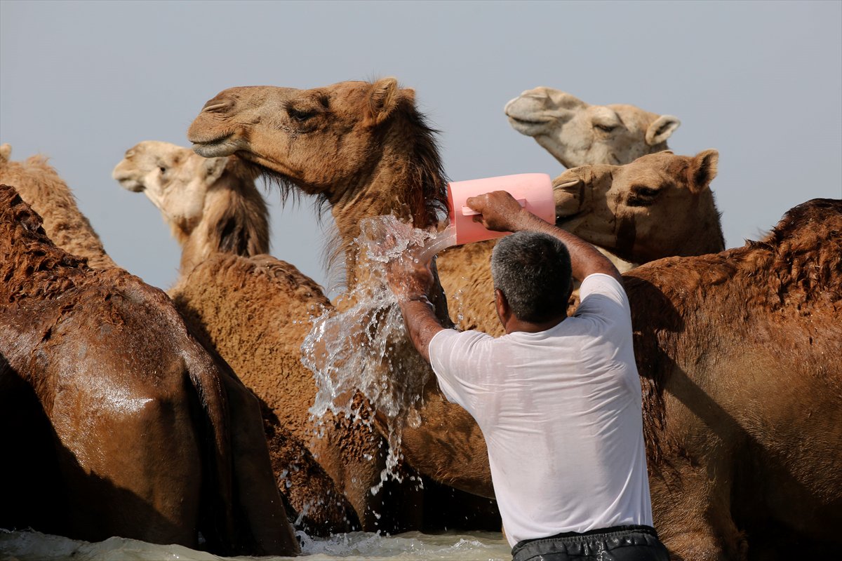 İran’da develerin deniz banyosu geleneği yüzyıllardır yaşatılıyor