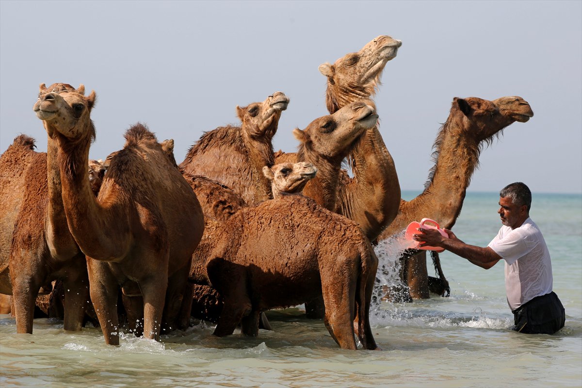 İran’da develerin deniz banyosu geleneği yüzyıllardır yaşatılıyor