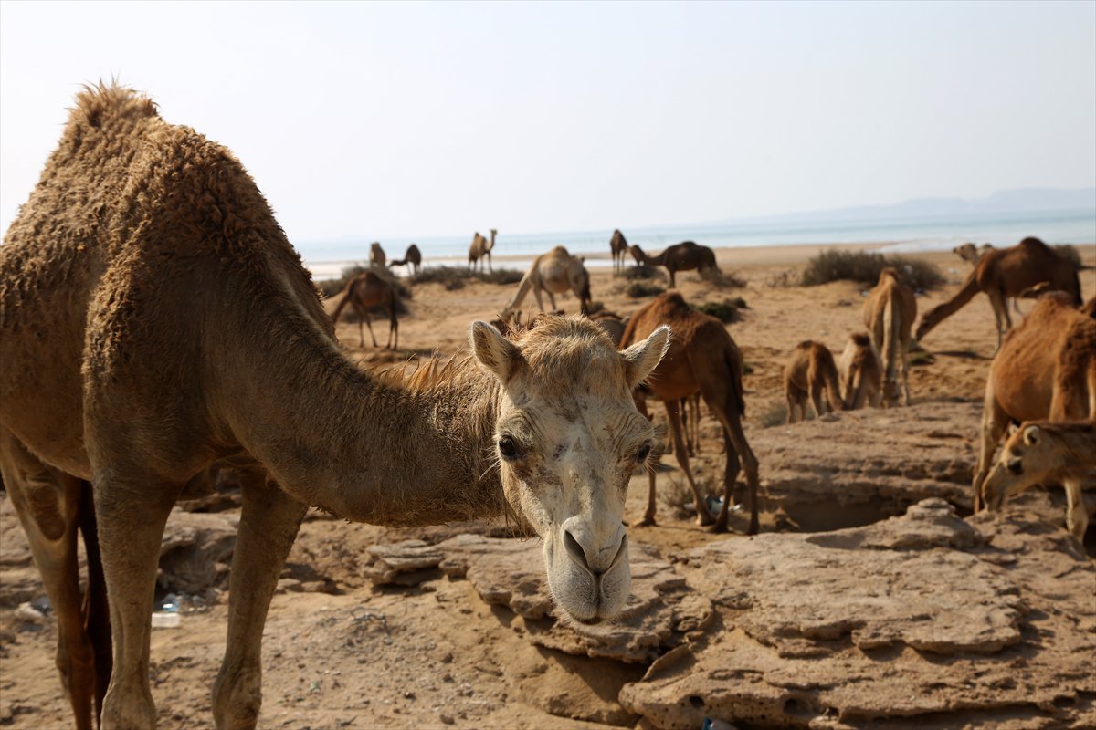 İran’da develerin deniz banyosu geleneği yüzyıllardır yaşatılıyor