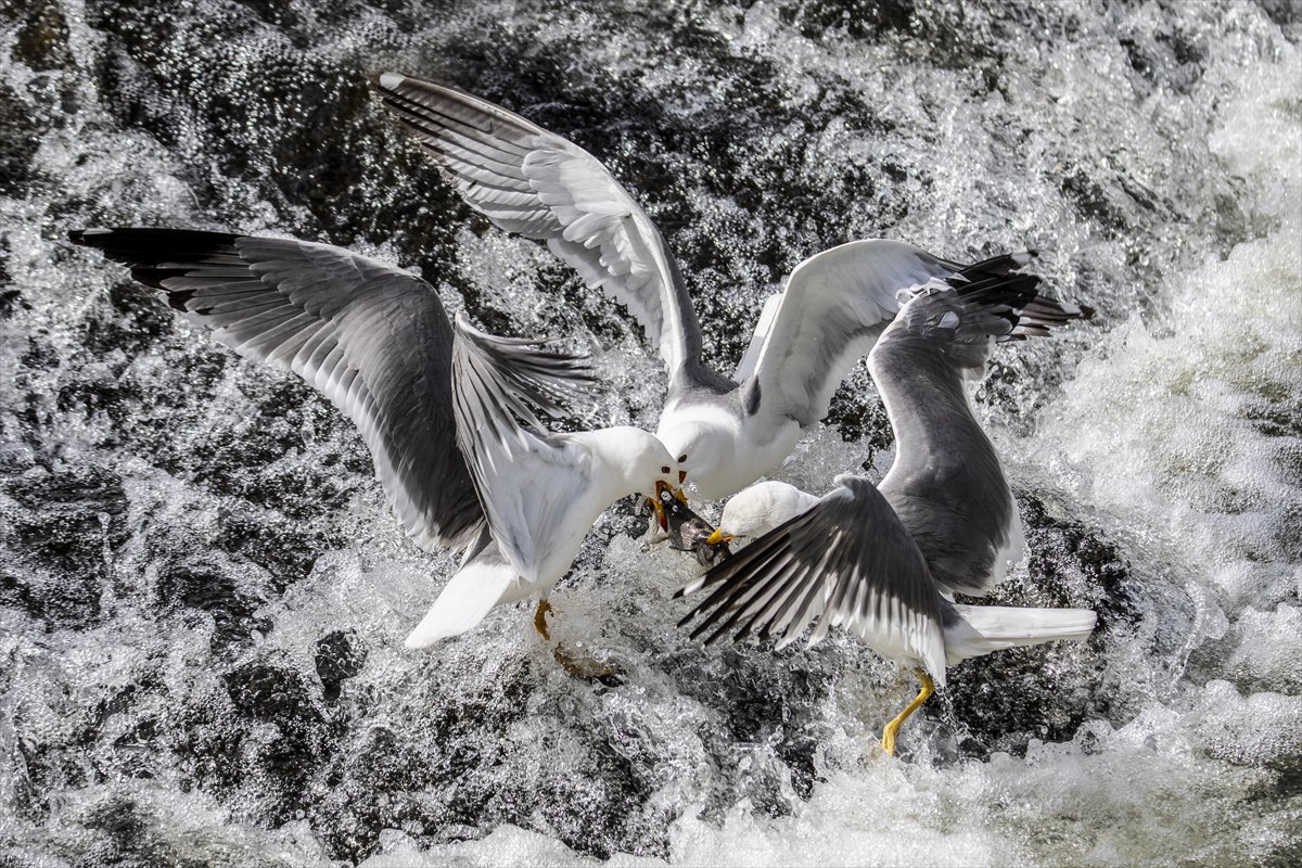 Martılar ve inci kefallerinin göç yolu üzerindeki nefes kesen mücadelesi