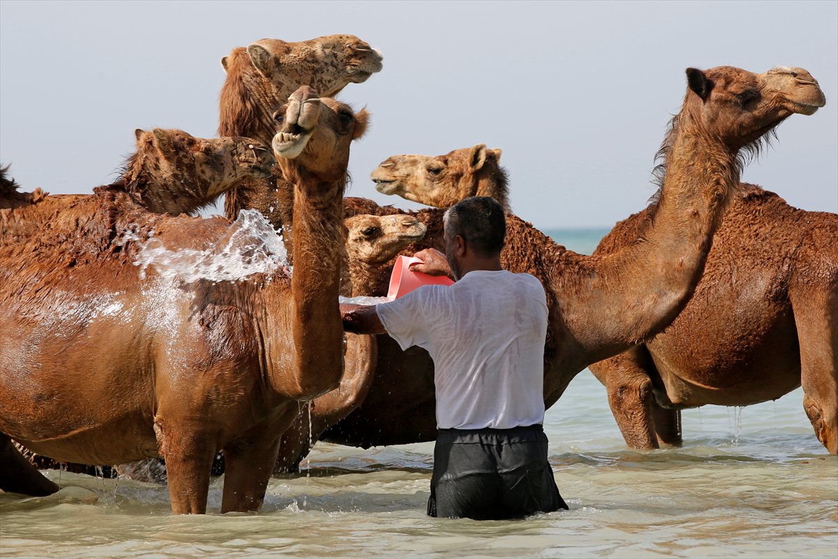 İran’da develerin deniz banyosu geleneği yüzyıllardır yaşatılıyor