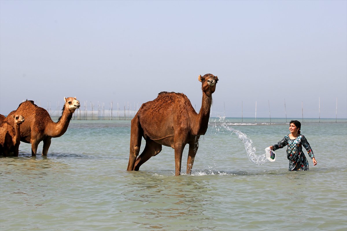 İran’da develerin deniz banyosu geleneği yüzyıllardır yaşatılıyor