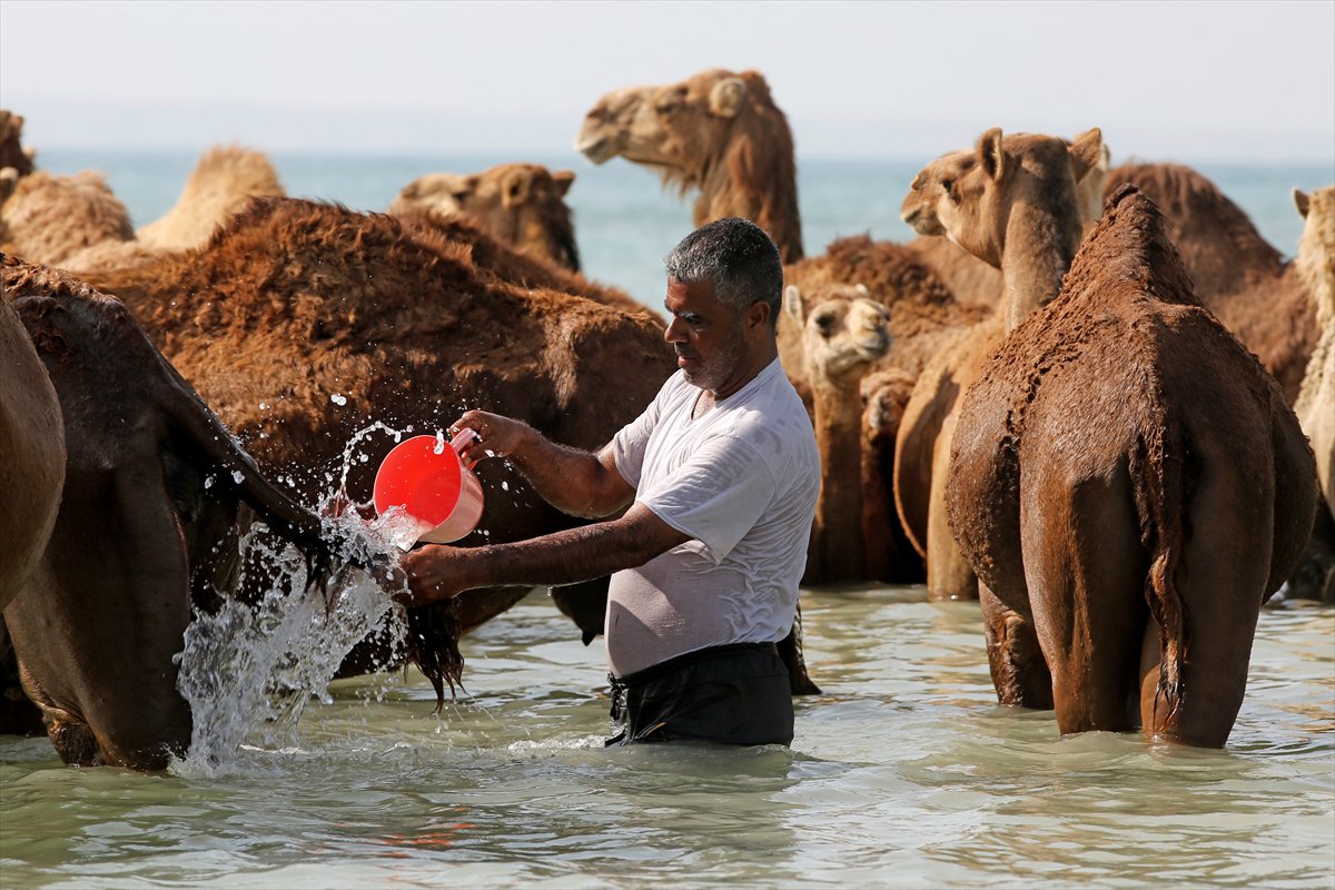 İran’da develerin deniz banyosu geleneği yüzyıllardır yaşatılıyor