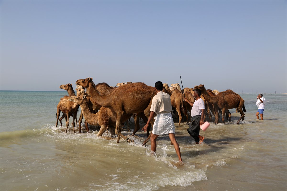 İran’da develerin deniz banyosu geleneği yüzyıllardır yaşatılıyor