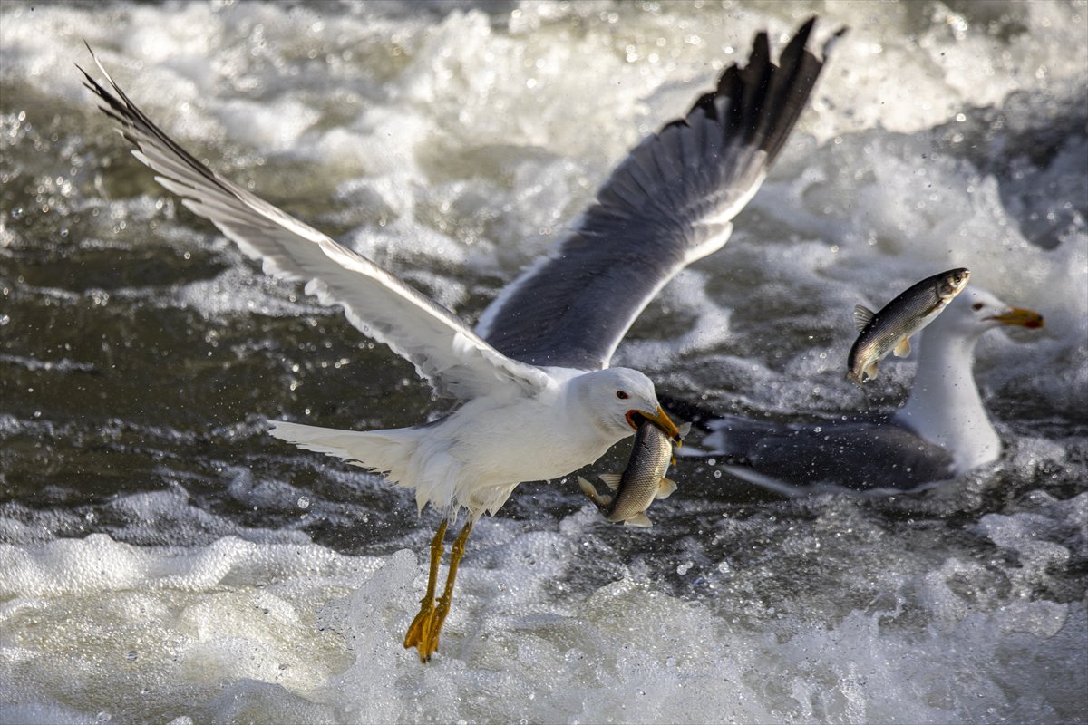 Martılar ve inci kefallerinin göç yolu üzerindeki nefes kesen mücadelesi