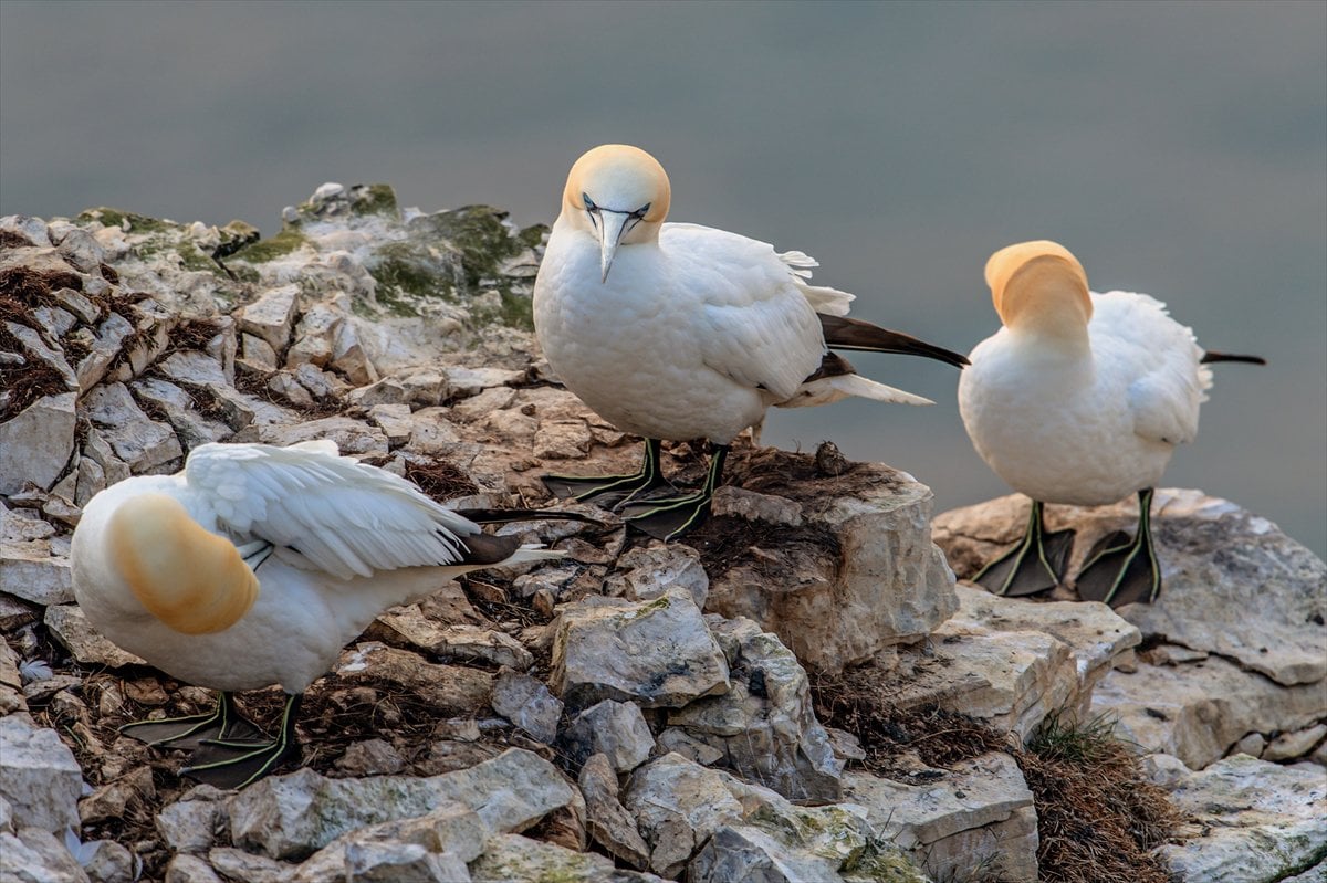 İngiltere'de binlerce deniz kuşunun yuva kurduğu doğa harikası Bempton Kayalıkları