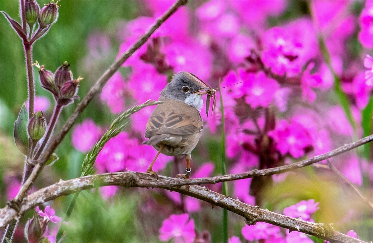 İngiltere'de binlerce deniz kuşunun yuva kurduğu doğa harikası Bempton Kayalıkları