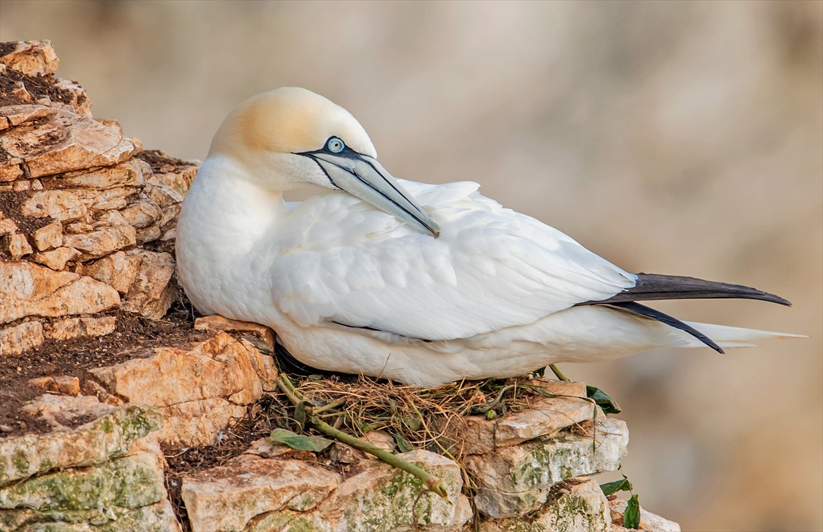 İngiltere'de binlerce deniz kuşunun yuva kurduğu doğa harikası Bempton Kayalıkları