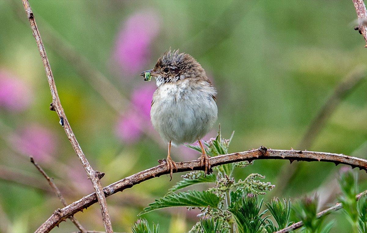 İngiltere'de binlerce deniz kuşunun yuva kurduğu doğa harikası Bempton Kayalıkları