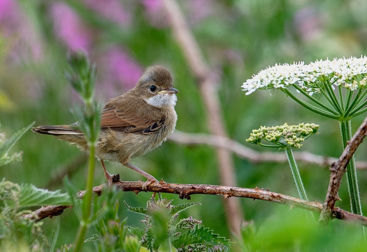 İngiltere'de binlerce deniz kuşunun yuva kurduğu doğa harikası Bempton Kayalıkları