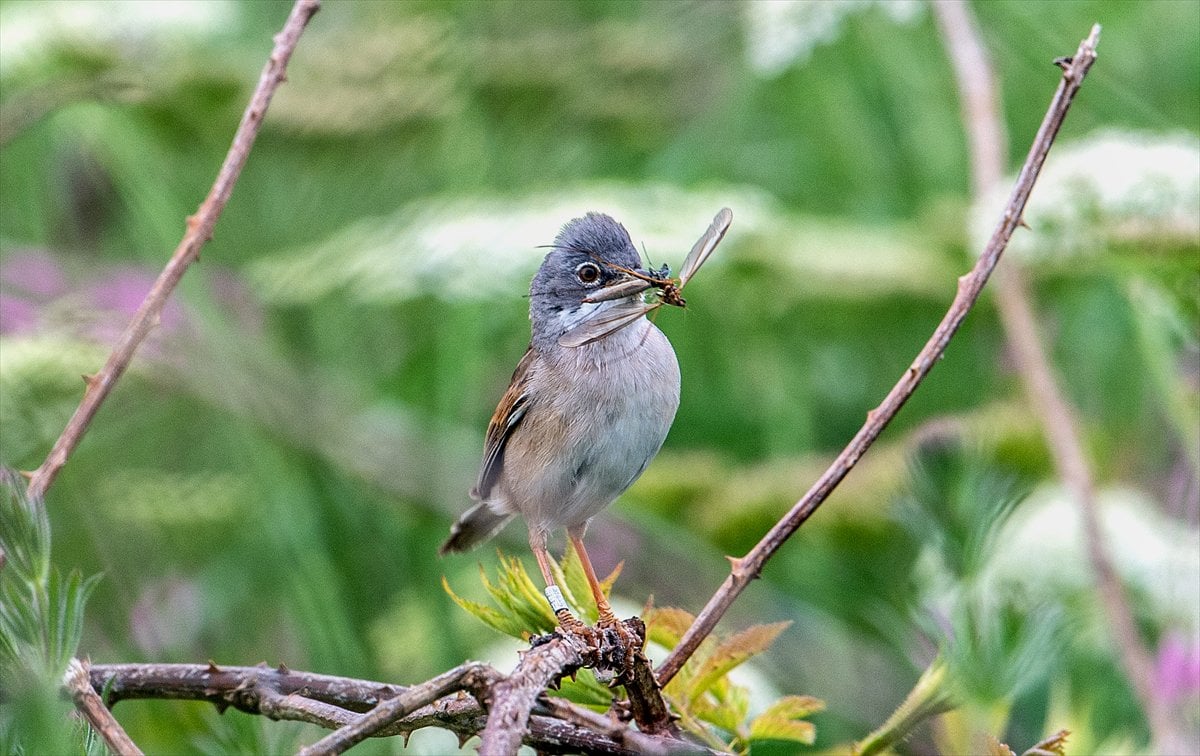 İngiltere'de binlerce deniz kuşunun yuva kurduğu doğa harikası Bempton Kayalıkları