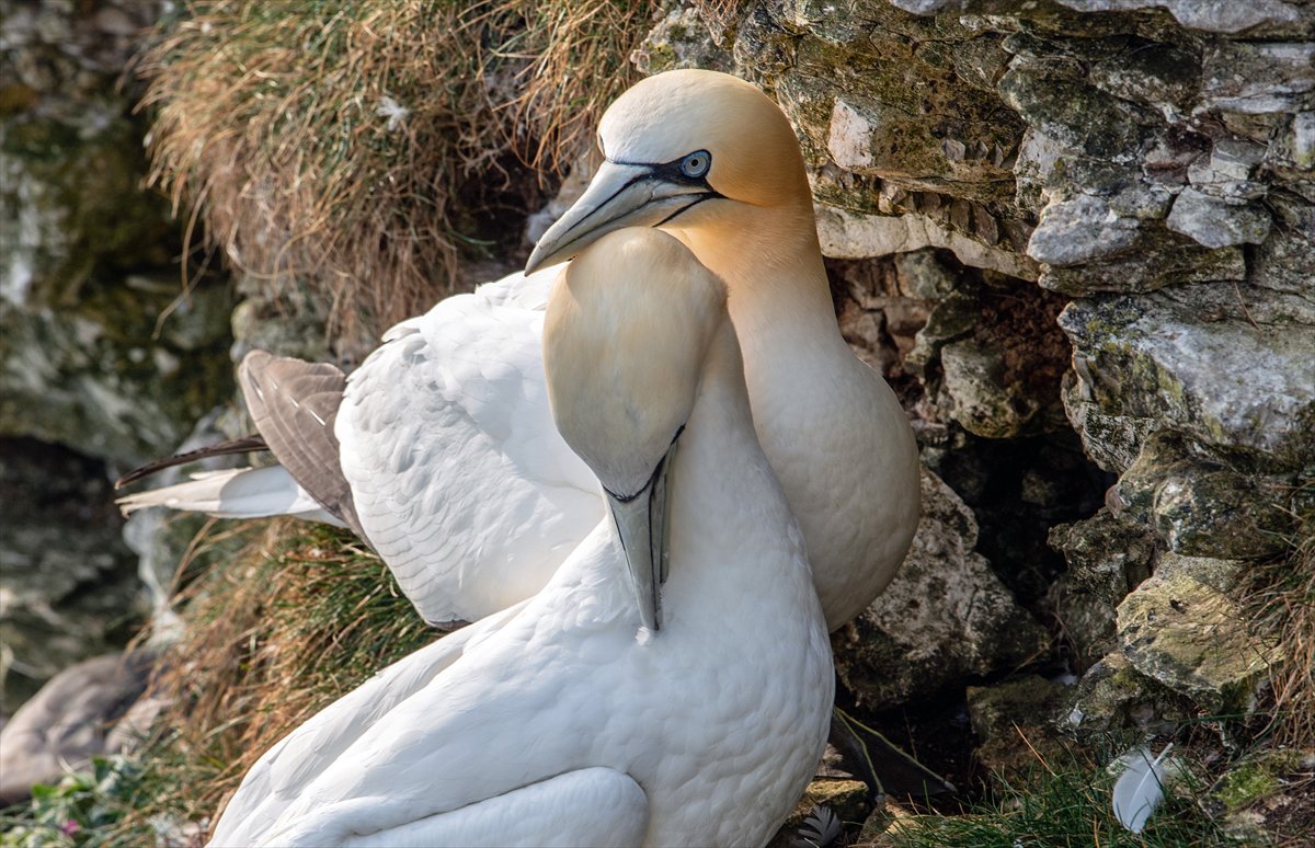 İngiltere'de binlerce deniz kuşunun yuva kurduğu doğa harikası Bempton Kayalıkları