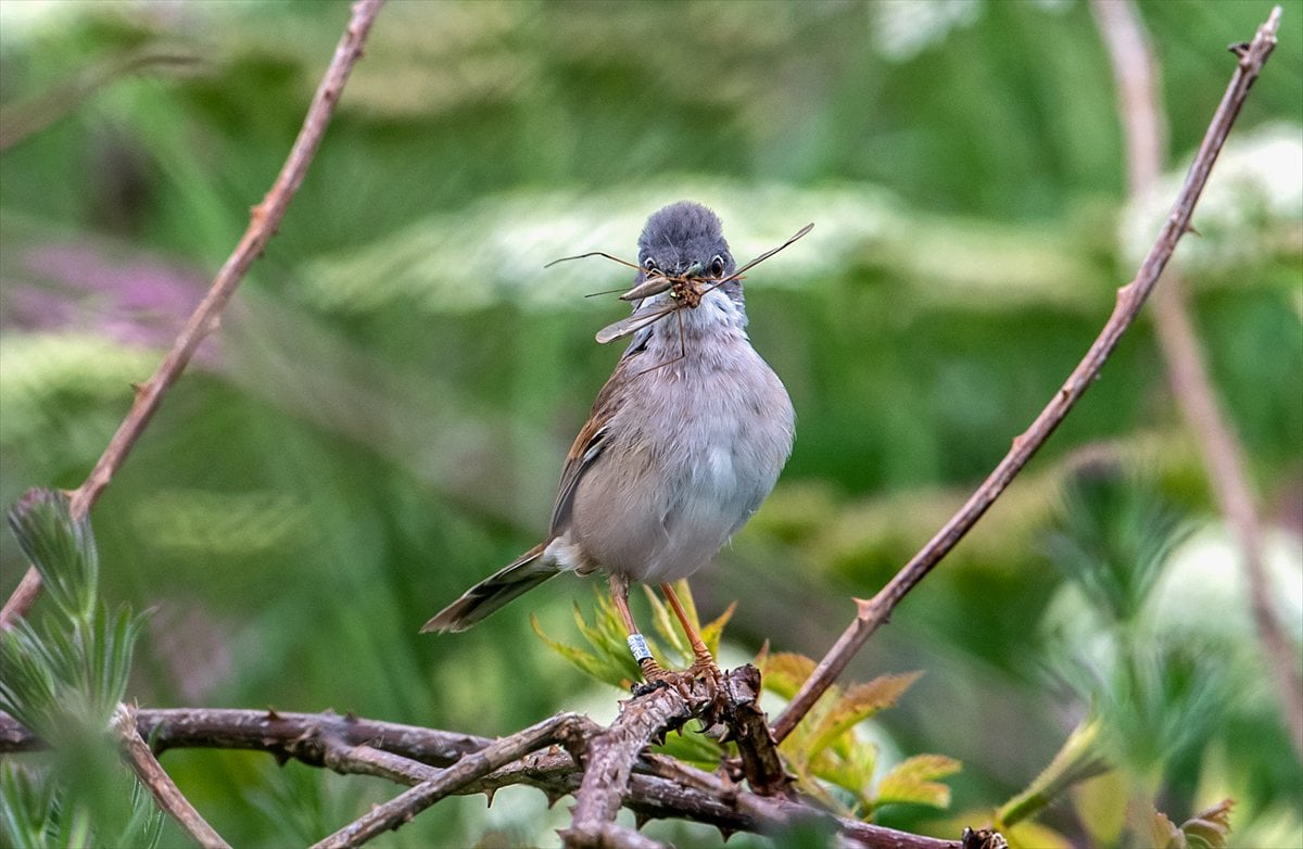 İngiltere'de binlerce deniz kuşunun yuva kurduğu doğa harikası Bempton Kayalıkları
