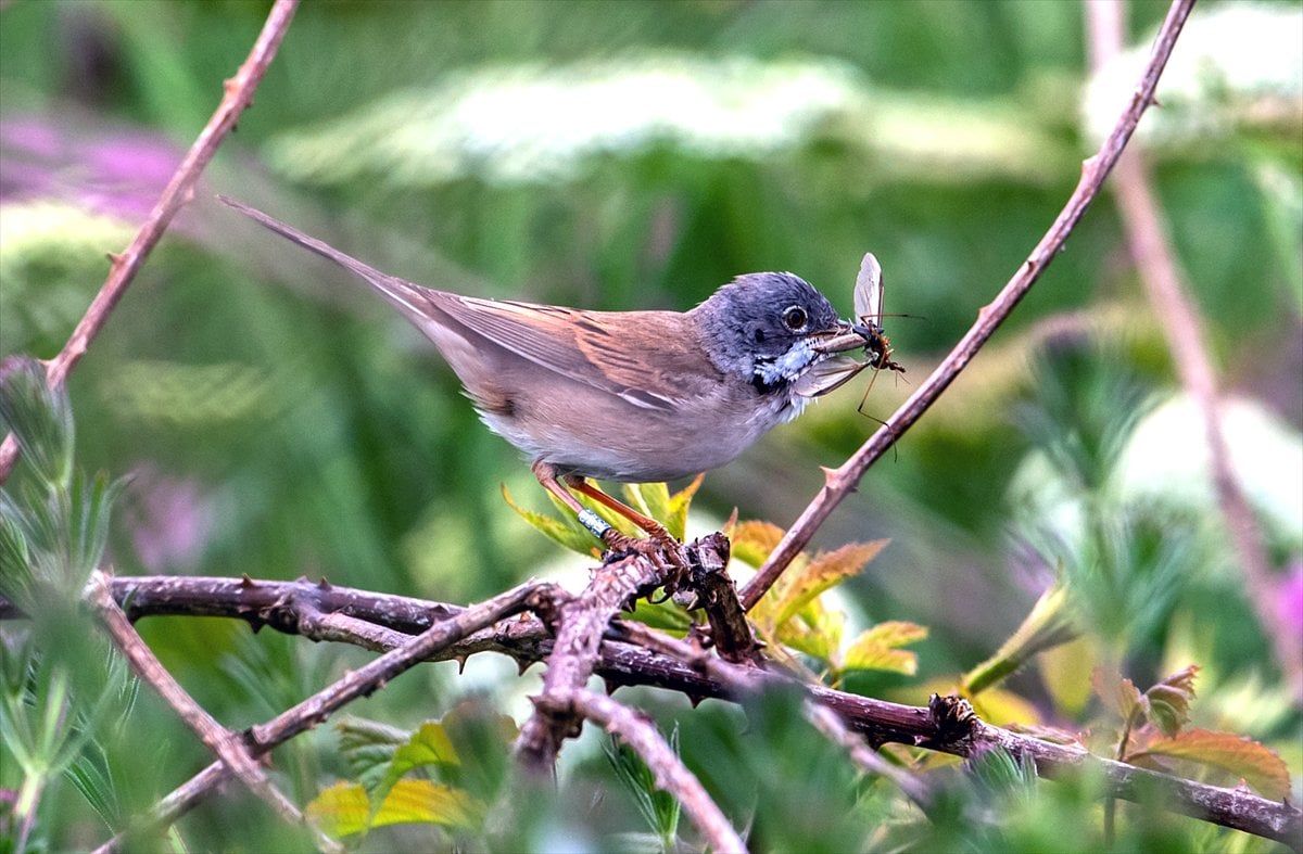 İngiltere'de binlerce deniz kuşunun yuva kurduğu doğa harikası Bempton Kayalıkları