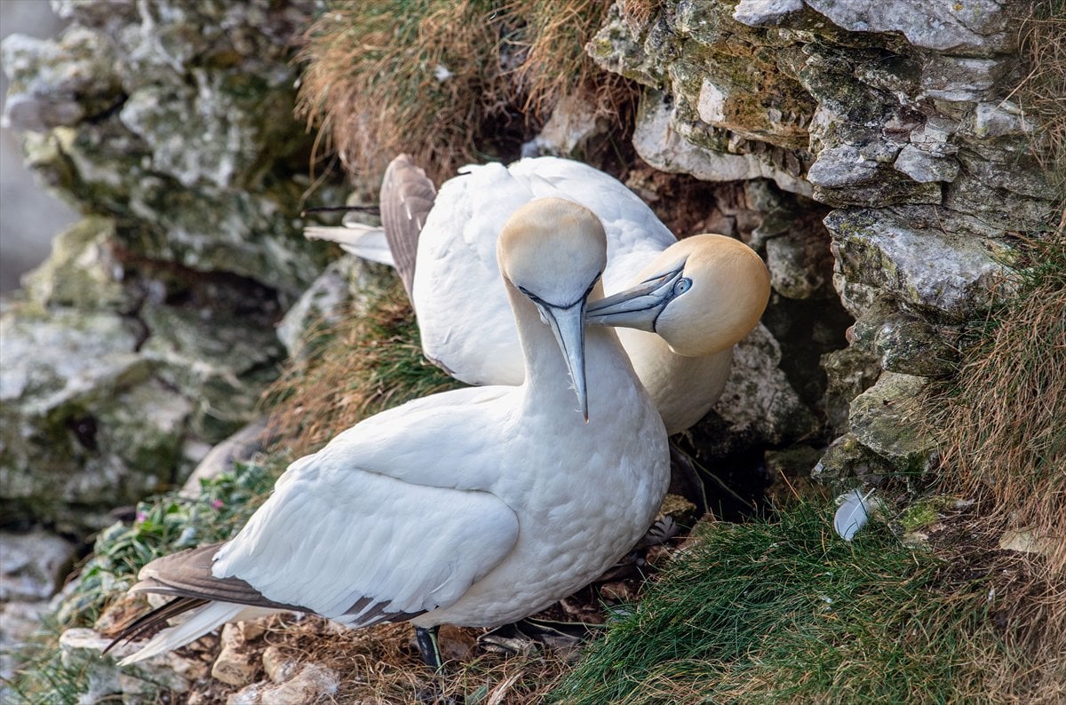 İngiltere'de binlerce deniz kuşunun yuva kurduğu doğa harikası Bempton Kayalıkları