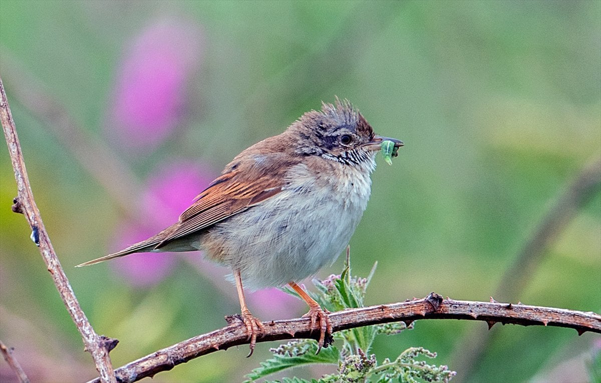 İngiltere'de binlerce deniz kuşunun yuva kurduğu doğa harikası Bempton Kayalıkları