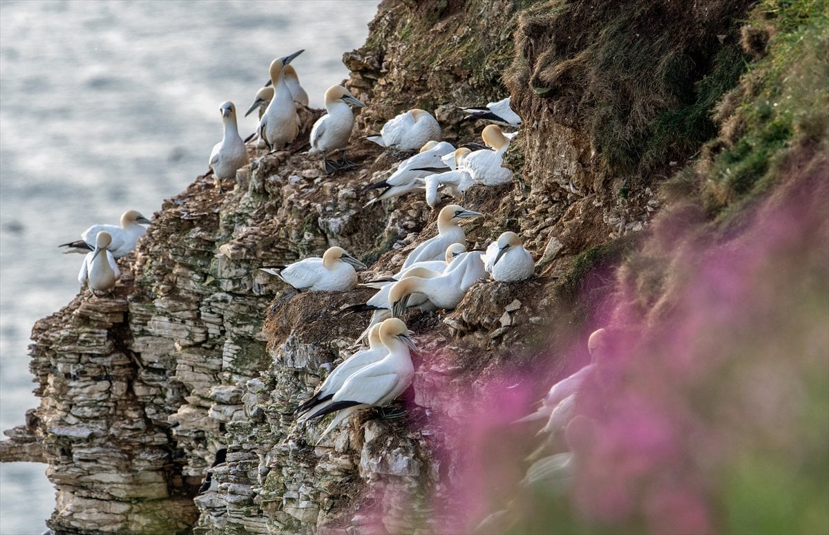 İngiltere'de binlerce deniz kuşunun yuva kurduğu doğa harikası Bempton Kayalıkları