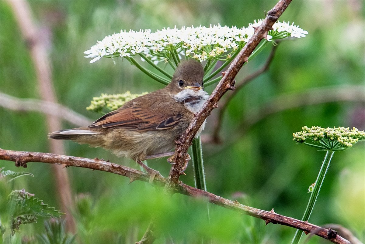 İngiltere'de binlerce deniz kuşunun yuva kurduğu doğa harikası Bempton Kayalıkları