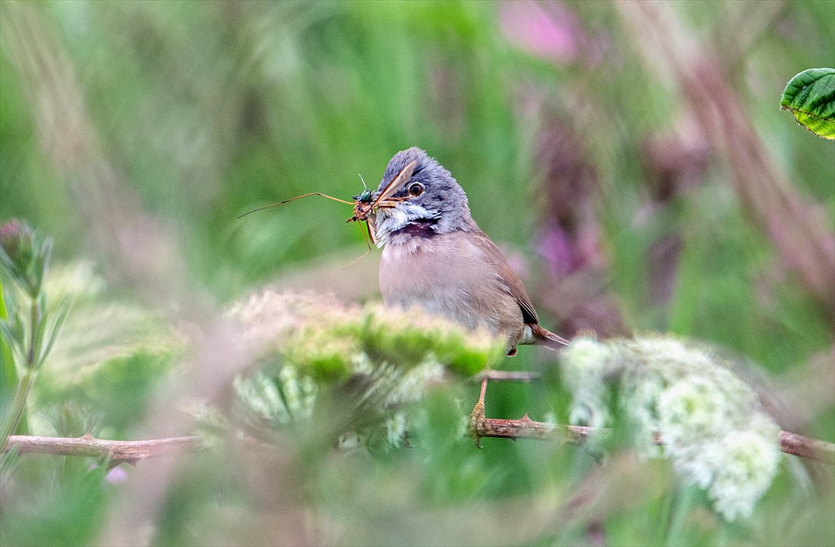 İngiltere'de binlerce deniz kuşunun yuva kurduğu doğa harikası Bempton Kayalıkları