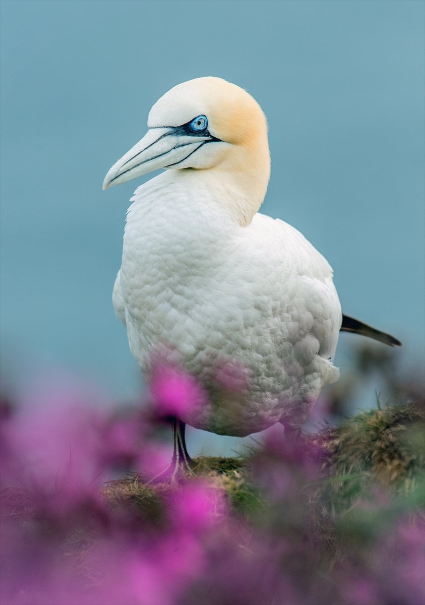 İngiltere'de binlerce deniz kuşunun yuva kurduğu doğa harikası Bempton Kayalıkları
