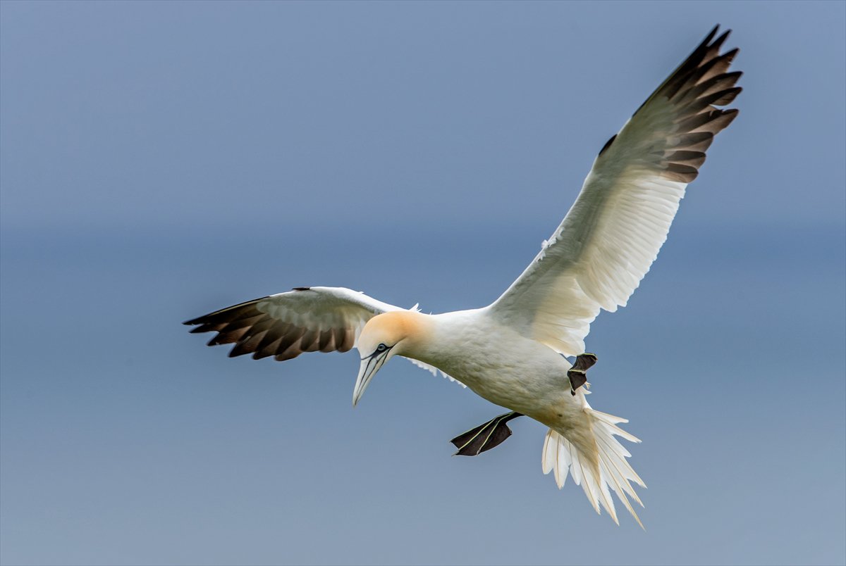 İngiltere'de binlerce deniz kuşunun yuva kurduğu doğa harikası Bempton Kayalıkları