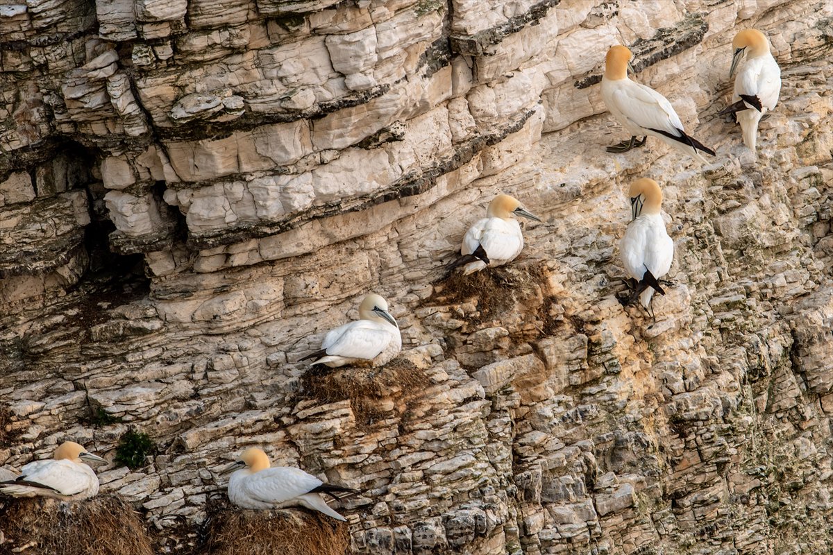 İngiltere'de binlerce deniz kuşunun yuva kurduğu doğa harikası Bempton Kayalıkları