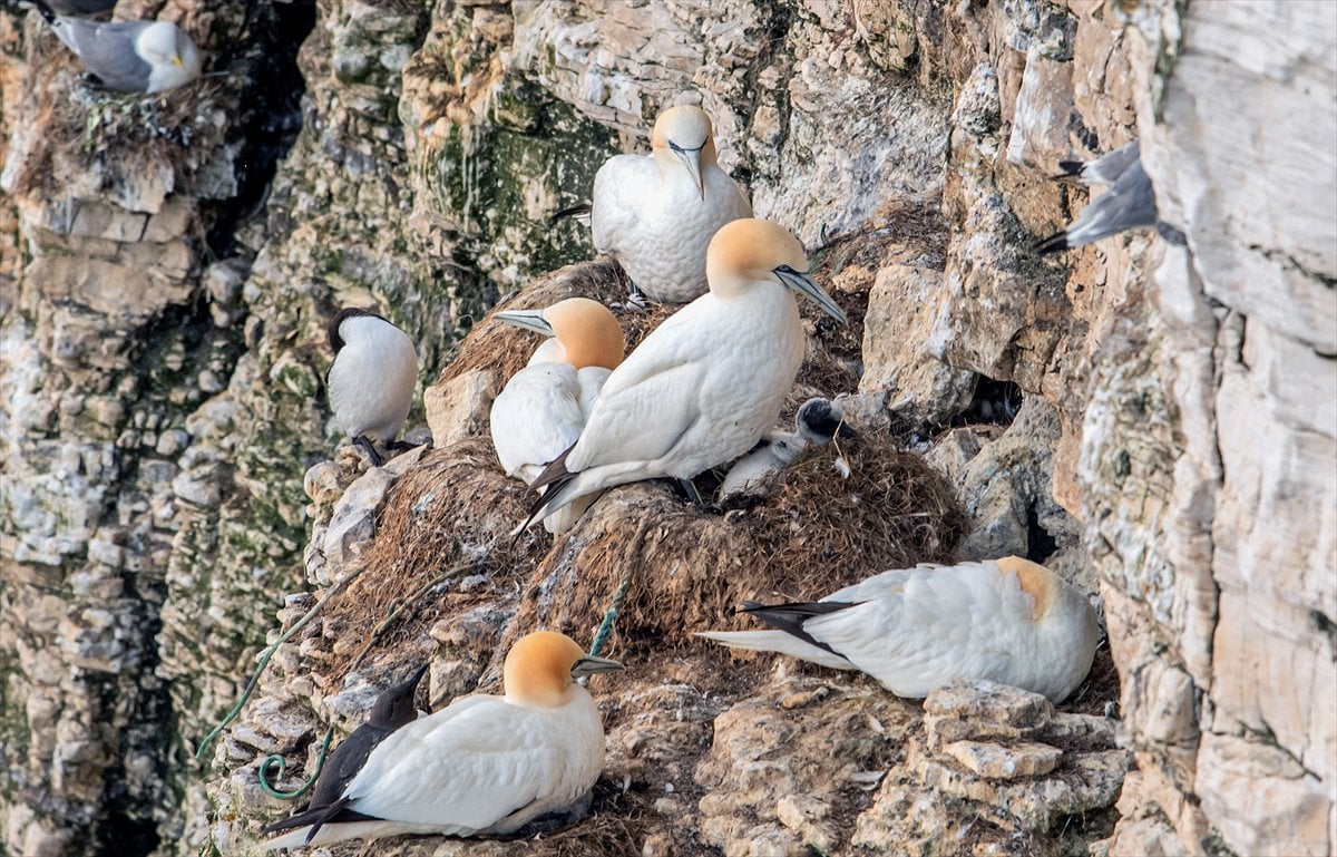 İngiltere'de binlerce deniz kuşunun yuva kurduğu doğa harikası Bempton Kayalıkları