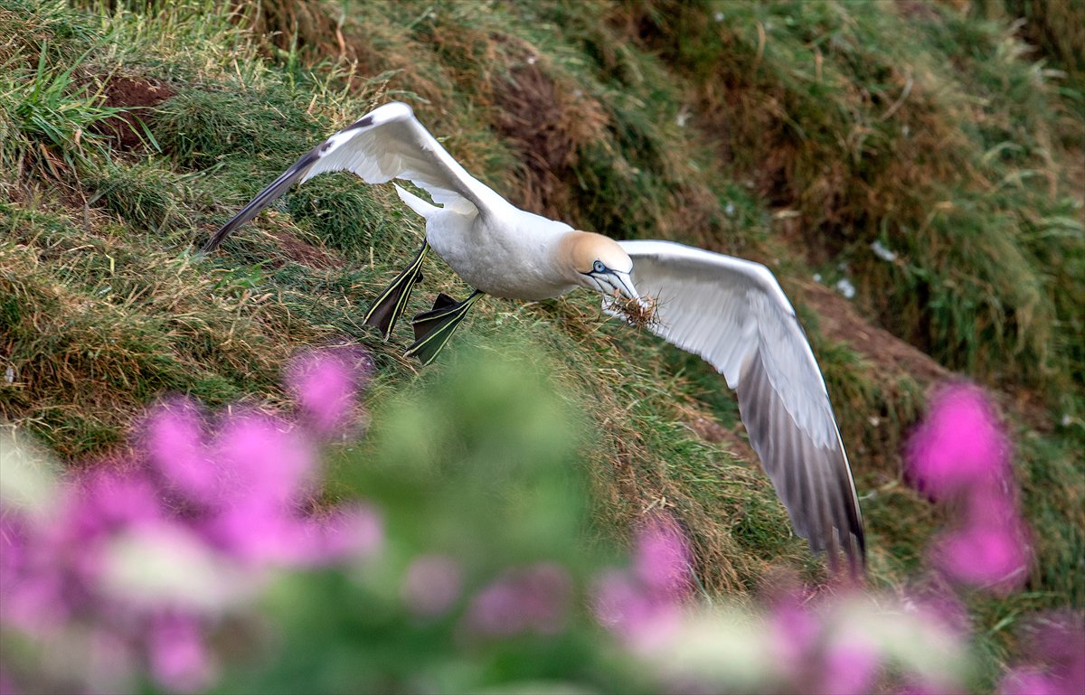İngiltere'de binlerce deniz kuşunun yuva kurduğu doğa harikası Bempton Kayalıkları