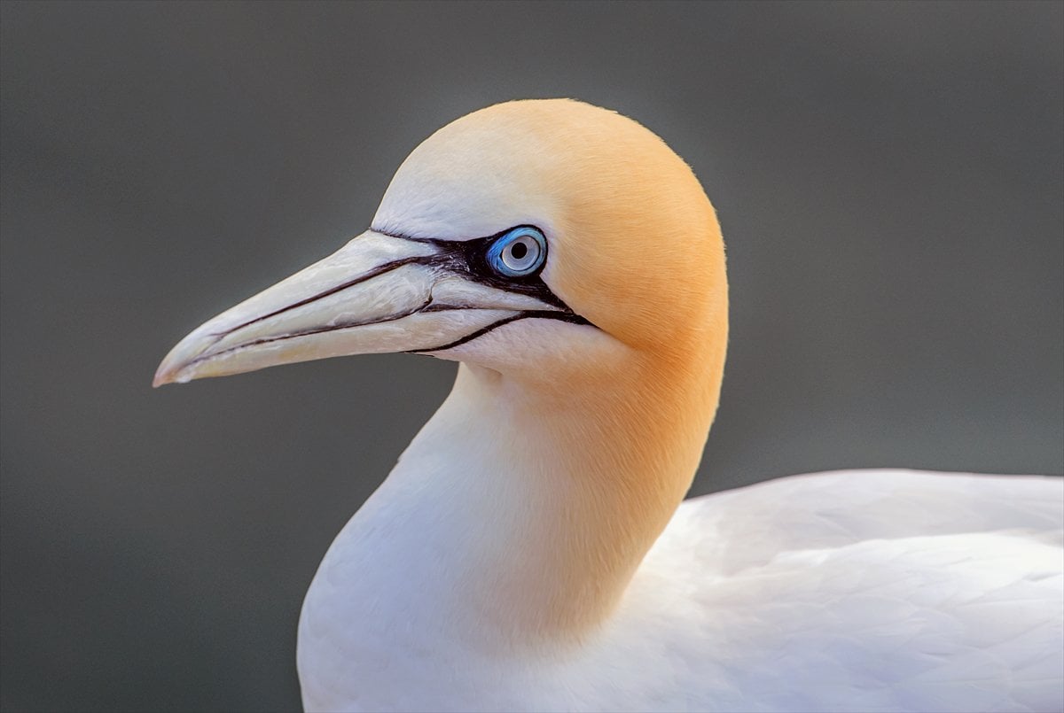 İngiltere'de binlerce deniz kuşunun yuva kurduğu doğa harikası Bempton Kayalıkları