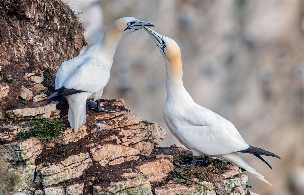 İngiltere'de binlerce deniz kuşunun yuva kurduğu doğa harikası Bempton Kayalıkları