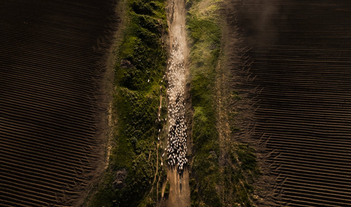 Bitlis yaylalarında binlerce koyunun zorlu göçü başladı