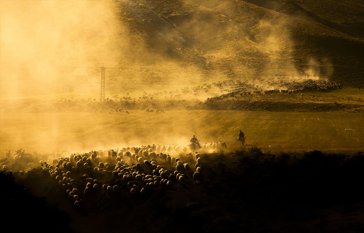 Bitlis yaylalarında binlerce koyunun zorlu göçü başladı