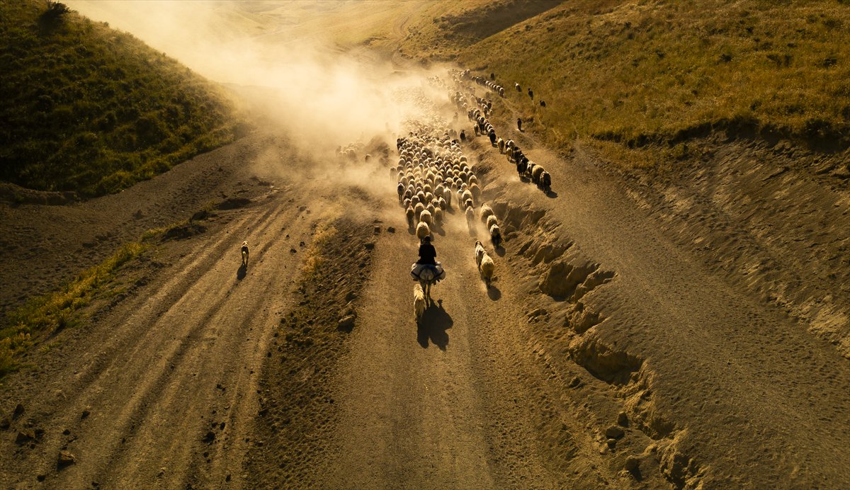 Bitlis yaylalarında binlerce koyunun zorlu göçü başladı