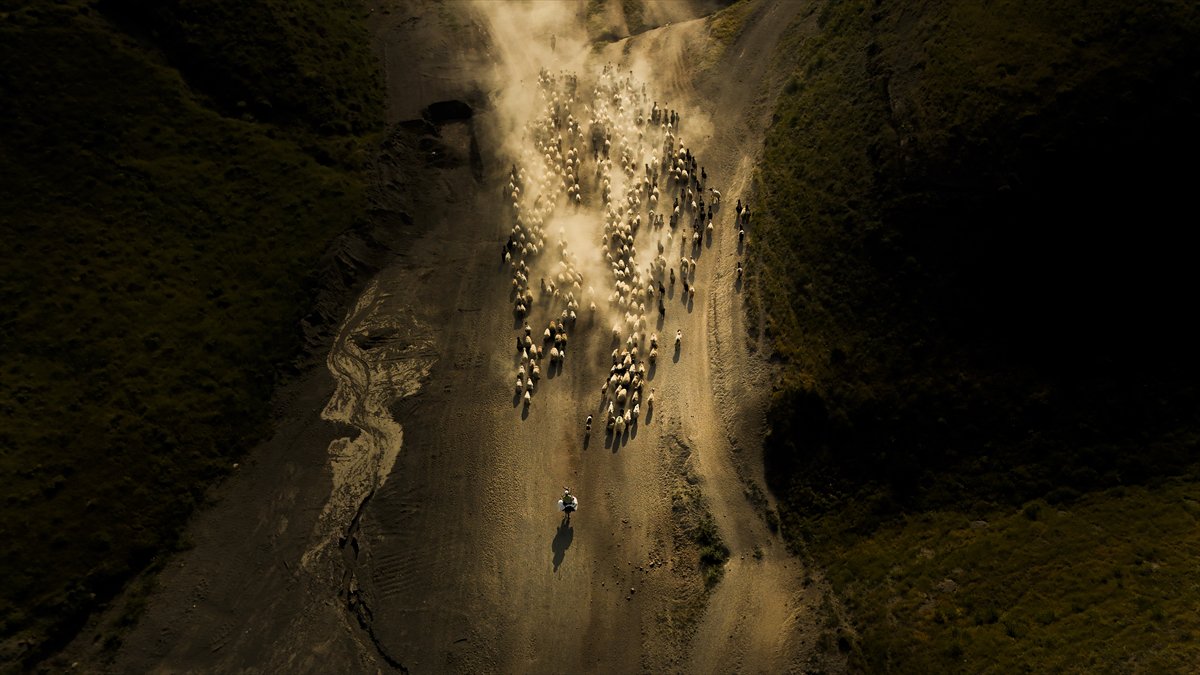 Bitlis yaylalarında binlerce koyunun zorlu göçü başladı