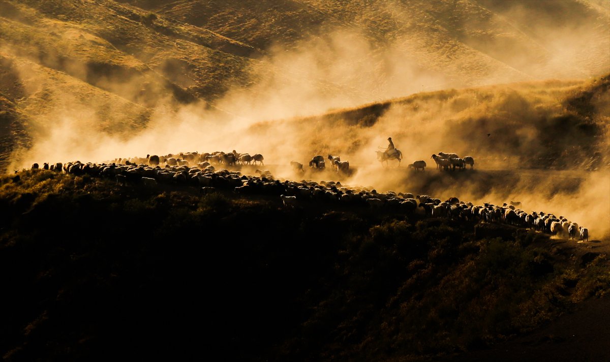 Bitlis yaylalarında binlerce koyunun zorlu göçü başladı