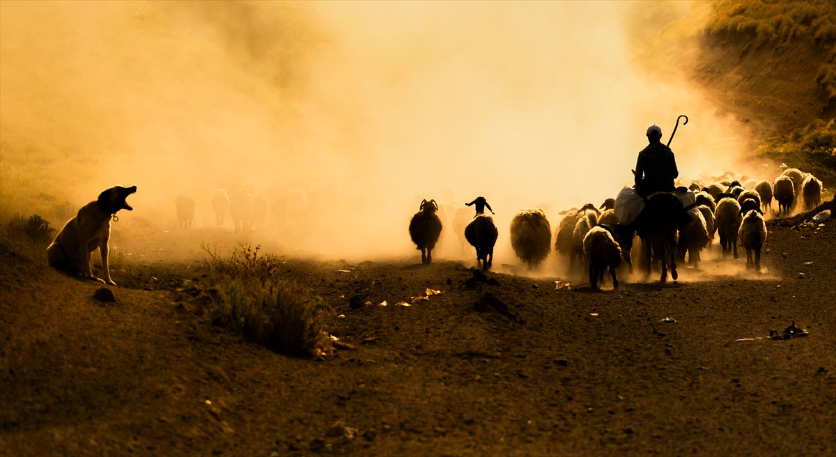 Bitlis yaylalarında binlerce koyunun zorlu göçü başladı
