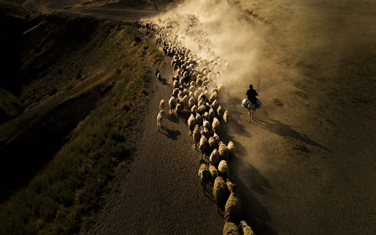 Bitlis yaylalarında binlerce koyunun zorlu göçü başladı