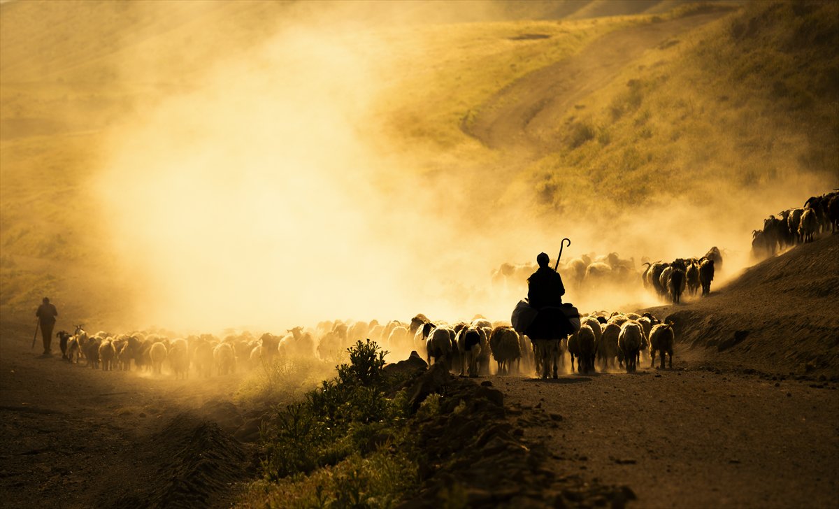 Bitlis yaylalarında binlerce koyunun zorlu göçü başladı