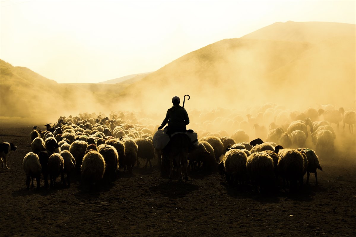 Bitlis yaylalarında binlerce koyunun zorlu göçü başladı