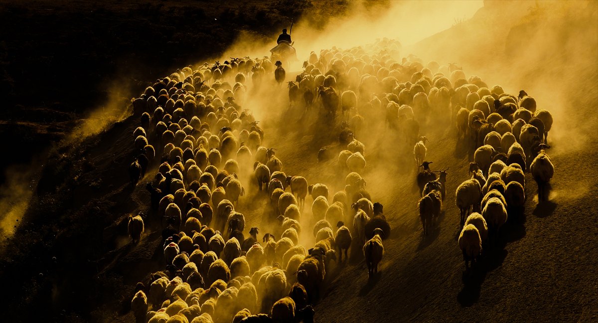 Bitlis yaylalarında binlerce koyunun zorlu göçü başladı