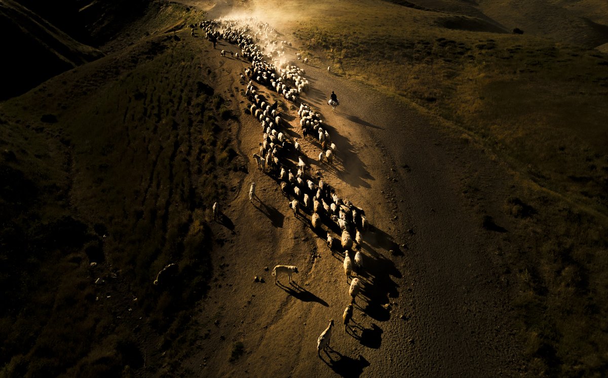 Bitlis yaylalarında binlerce koyunun zorlu göçü başladı