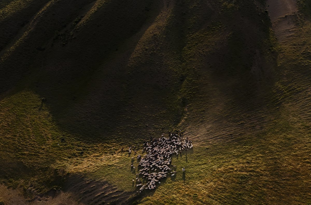 Bitlis yaylalarında binlerce koyunun zorlu göçü başladı