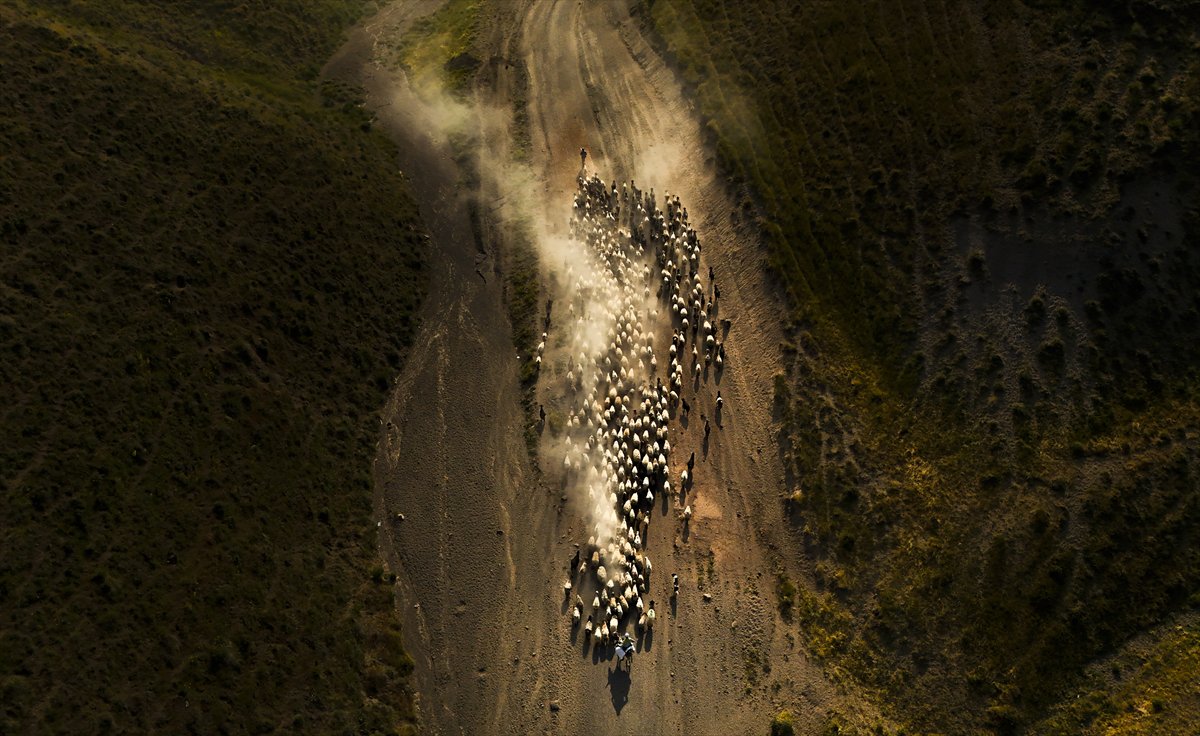 Bitlis yaylalarında binlerce koyunun zorlu göçü başladı