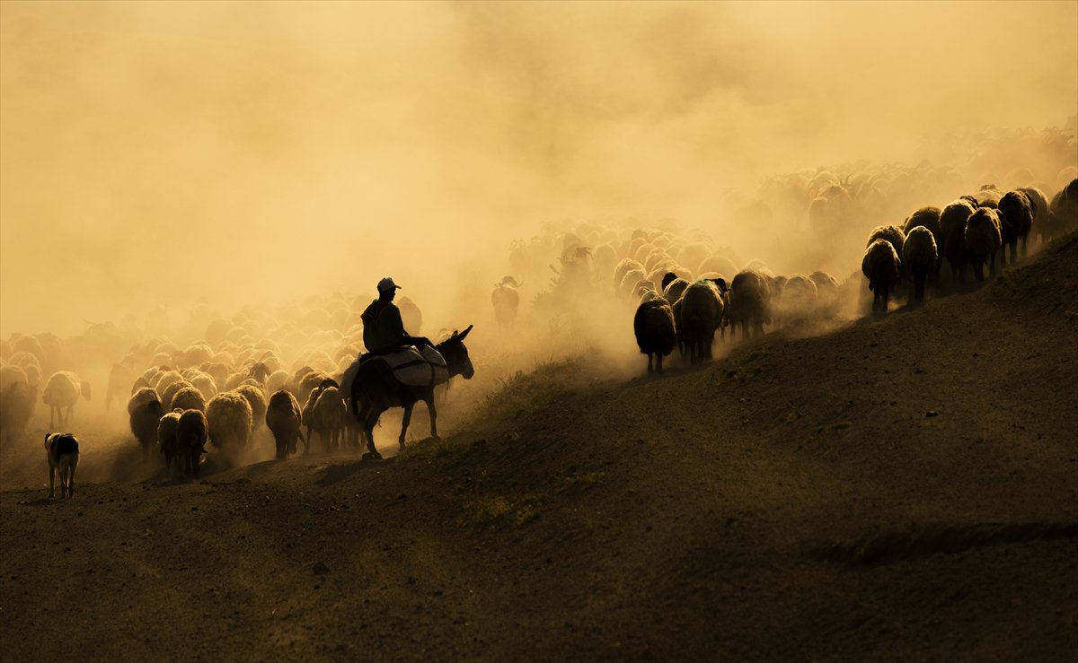 Bitlis yaylalarında binlerce koyunun zorlu göçü başladı