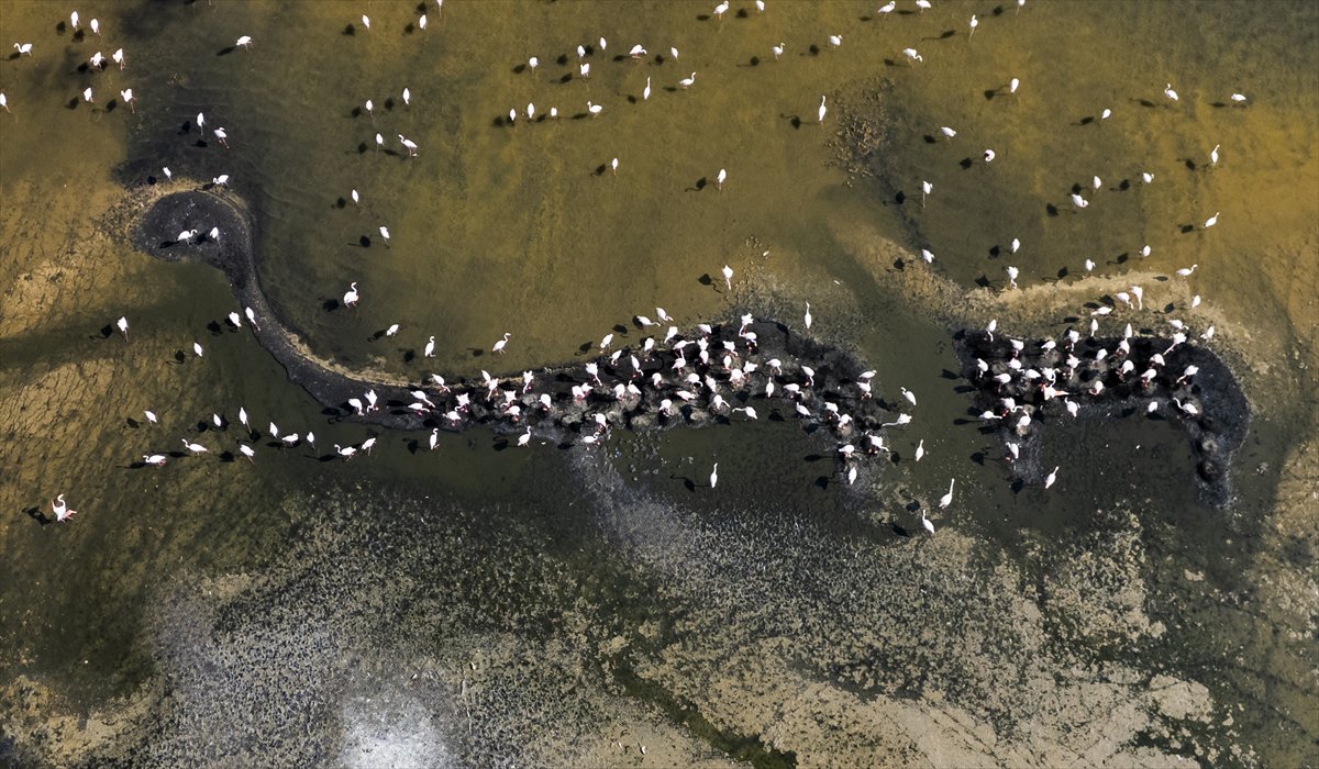 Kuşların Van Gölü'nde göç yolculuğu