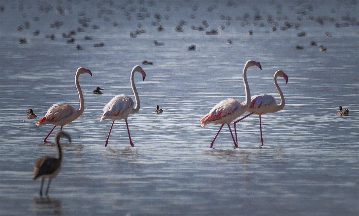 Kuşların Van Gölü'nde göç yolculuğu