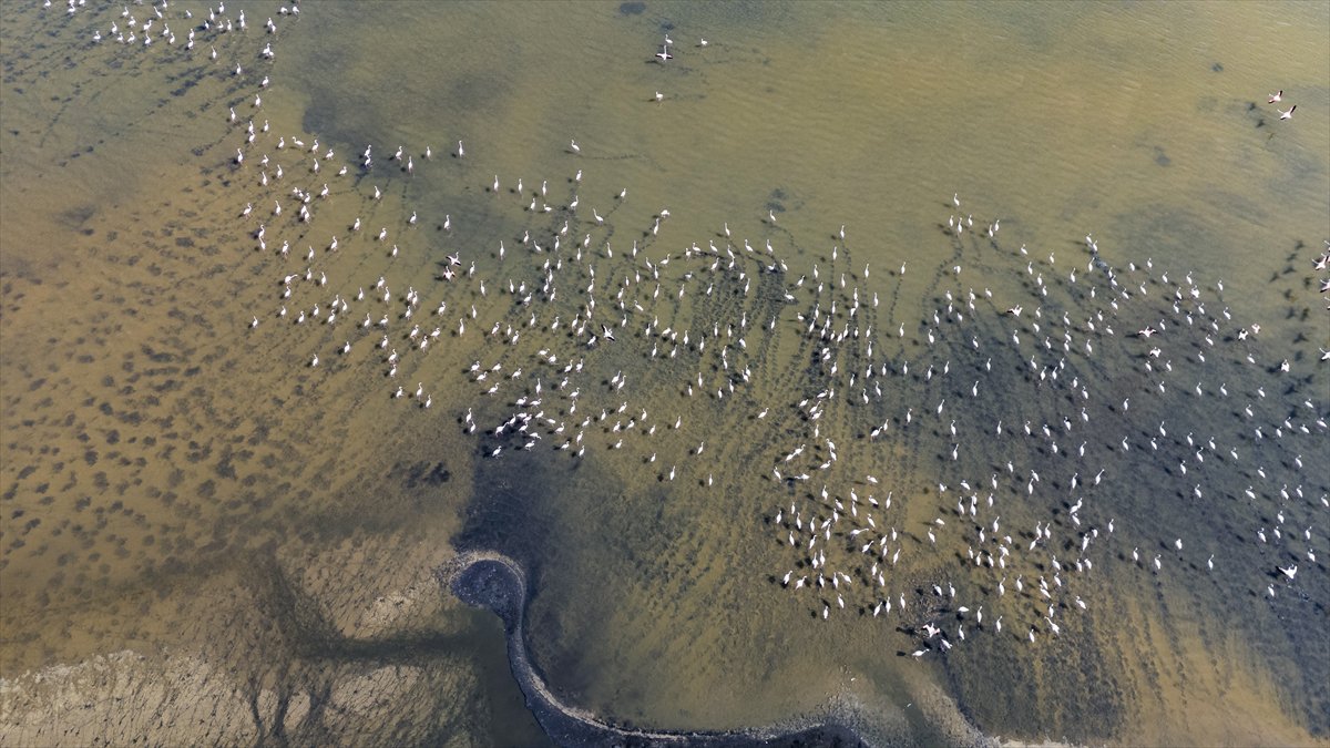Kuşların Van Gölü'nde göç yolculuğu