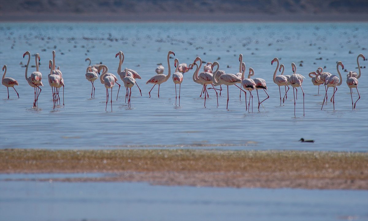 Kuşların Van Gölü'nde göç yolculuğu